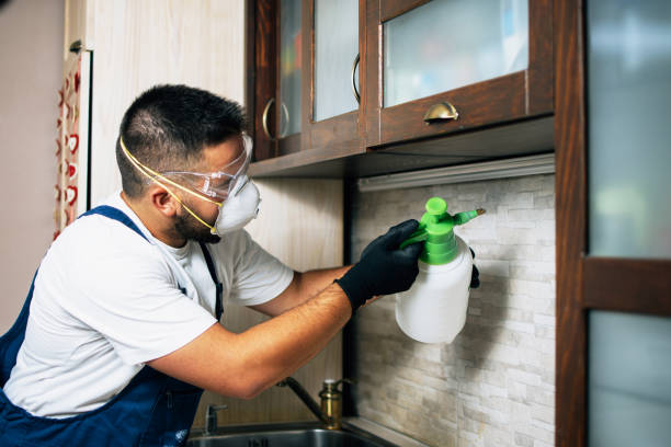 Best Wasp Removal Services  in Park River, ND