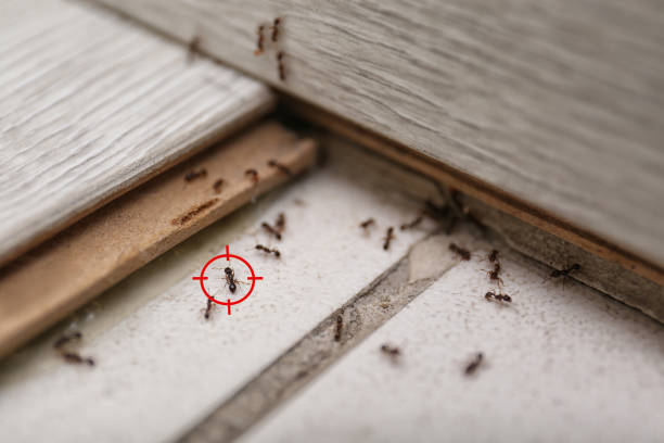 Best Affordable Pest Control Services  in Park River, ND