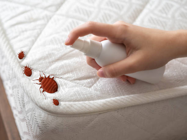 Best Ant Control Services  in Park River, ND