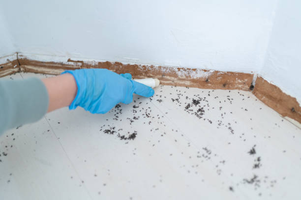 Best Best Pest Control Companies  in Park River, ND